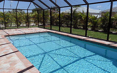 Latania Palms